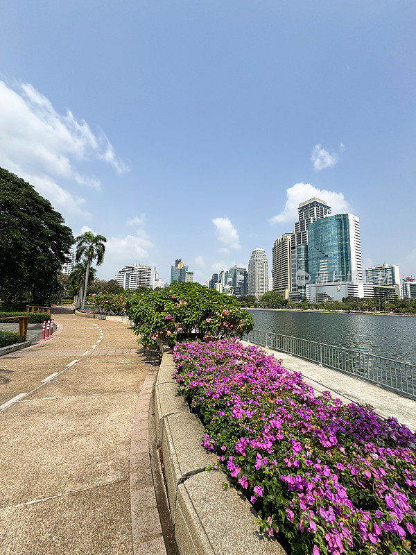 泰国曼谷Khlong Toei区Benjakitti公园湖滨步道上的摩天大楼天际线，热带粉红色的三角梅花苞片和郁郁葱葱的绿叶，多云晴朗的蓝天